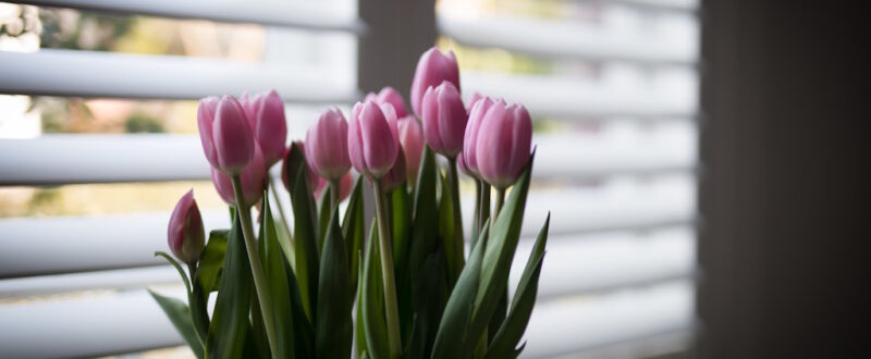 beautiful-pink-tulips-in-front-of-window-2026-03-19-05-23-32-utc_w1024